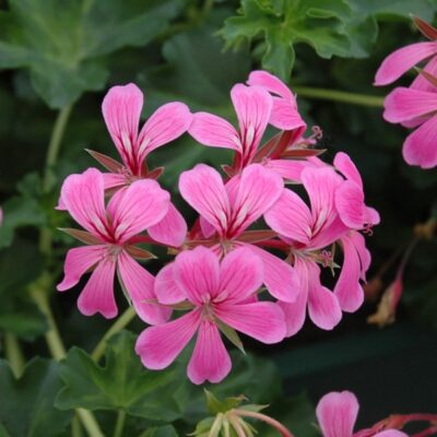 PELTATUM BALCON - ENKELE HANGENDE GERANIUMS - Afbeelding 9