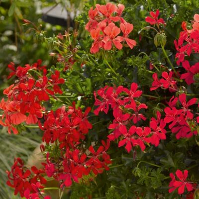 PELTATUM BALCON - ENKELE HANGENDE GERANIUMS - Afbeelding 13