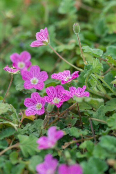 ERODIUM/REIGERSBEK - Afbeelding 2