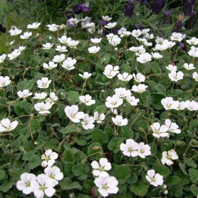 ERODIUM/REIGERSBEK 'ALBUM'