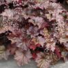 HEUCHERA 'PALACE PURPLE'/PURPERKLOKJE