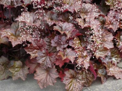 HEUCHERA 'PALACE PURPLE'/PURPERKLOKJE