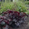 HEUCHERA 'PALACE PURPLE'/PURPERKLOKJE - Afbeelding 2