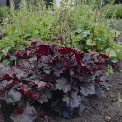 HEUCHERA 'PALACE PURPLE'/PURPERKLOKJE - Afbeelding 2