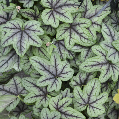 X HEUCHERELLA 'PINK FIZZ'/PURPERKLOKJE - Afbeelding 2