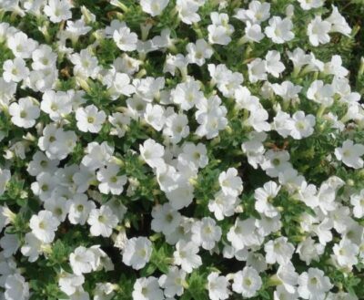 SMAL FLOWERED ITSY WHITE