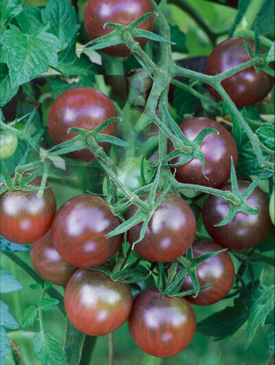 Tomaat aperitief bruin - tomate cerise noire