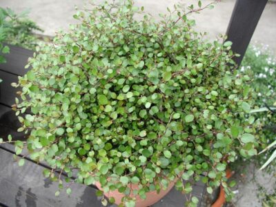 MUEHLENBECKIA AXILLARIS - Afbeelding 3