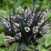 OPHIOPOGON/ZWARTE SLANGENBAARD - Afbeelding 2