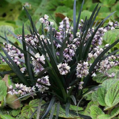 OPHIOPOGON/ZWARTE SLANGENBAARD - Afbeelding 2