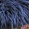 OPHIOPOGON/ZWARTE SLANGENBAARD
