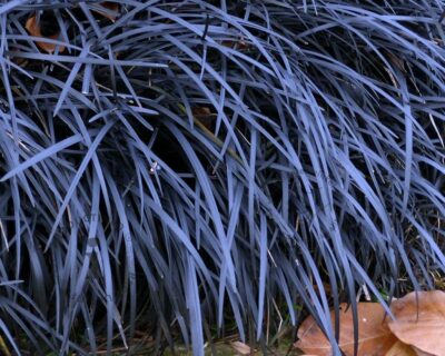 OPHIOPOGON/ZWARTE SLANGENBAARD