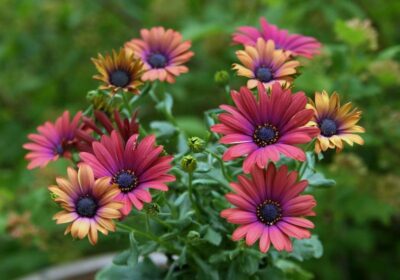 OSTEOSPERMUM 'BRONZE'/SPAANSE MARGRIET