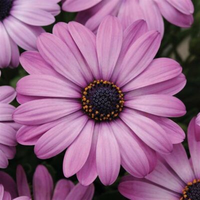 OSTEOSPERMUM 'LAVENDER'/SPAANSE MARGRIET