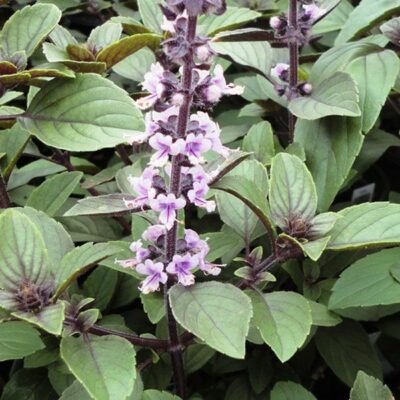 Ocimum basilicum - basilicum - basilic - Afbeelding 2