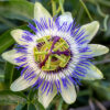 PASSIFLORA CAERULEA/PASSIEBLOEM