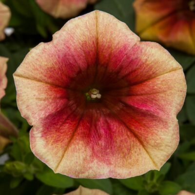 PETUNIA PEACH MELBA