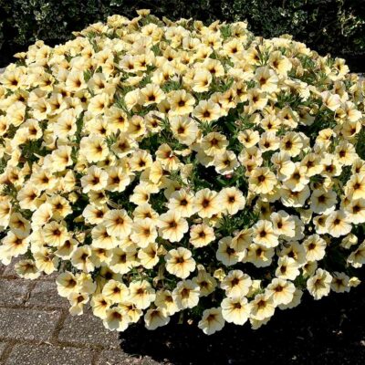 PETCHOA FRENCH VANILLA - Afbeelding 2