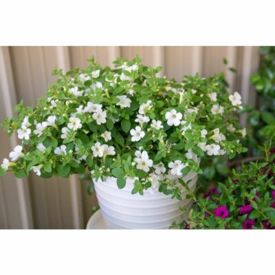 SMAL FLOWERED ITSY WHITE - Afbeelding 2