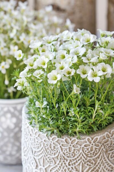 SAXIFRAGA/MOSSTEENBREEK