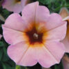 SMALL FLOWERED PETUNIA SORBET