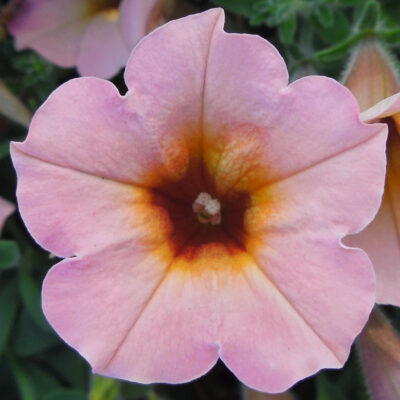 SMALL FLOWERED PETUNIA SORBET