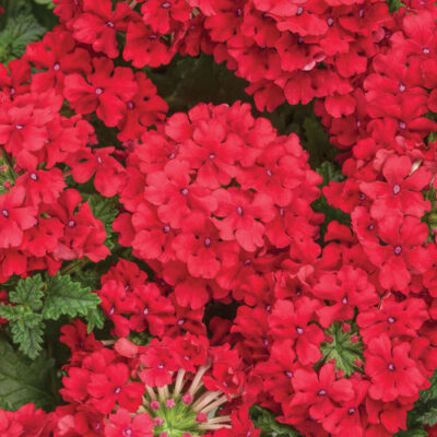 VERBENA 'VEPITA SCARLET'/IJZERHARD