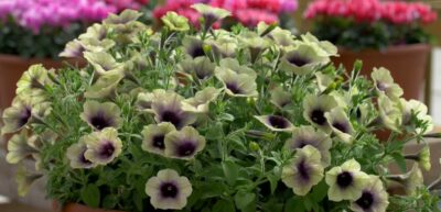 PETUNIA TOTAL ECLIPSE