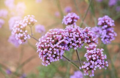 VERBENA BONARIENSIS/IJZERHARD