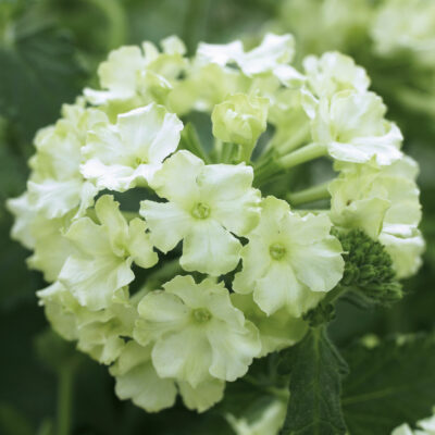 VERBENA 'GREEN APPLE'/IJZERHARD