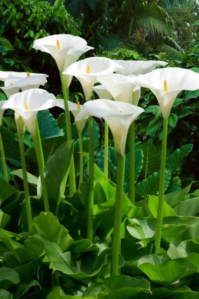 ZANTEDESCHIA AETHIOPICA/WITTE ARONSKELK