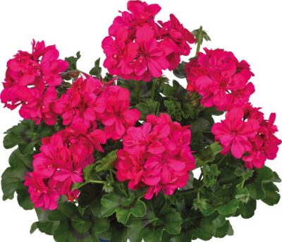 PELTATUM DOUBLET 'MOONFLAIR DARK PINK' - DUBBEL HANGENDE GERANIUM