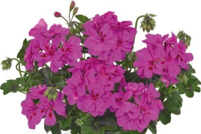 PELTATUM DOUBLET 'MOONFLAIR AMETHYST' - DUBBEL HANGENDE GERANIUM