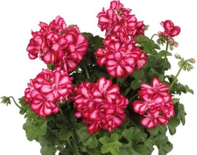 PELTATUM DOUBLET 'MEDIO LOLLIPOP MARISKA DARK RED' - DUBBEL HANGENDE GERANIUM