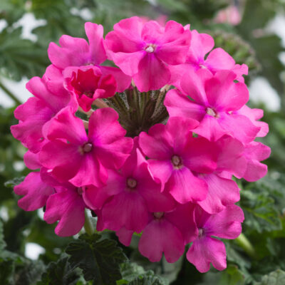 VERBENA 'VIRGO COMPACT DEEP PINK'/IJZERHARD