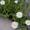 DELOSPERMA/IJSBLOEM WHITE