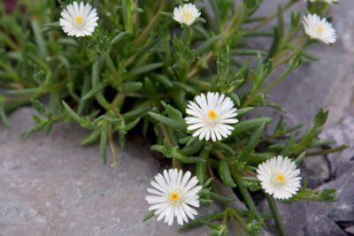 DELOSPERMA/IJSBLOEM WHITE