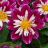 DAHLIA GOLDALIA ROSE/WHITE