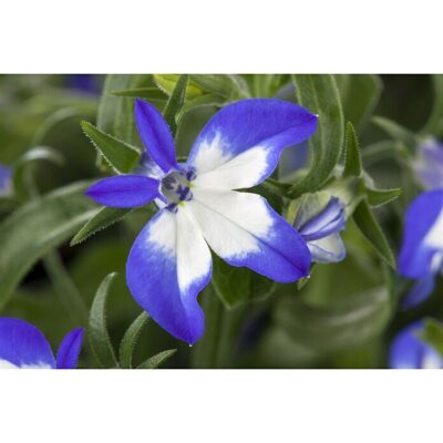 LOBELIA ERINUS/(TUIN)LOBELIA 'AFRICO SHINE'