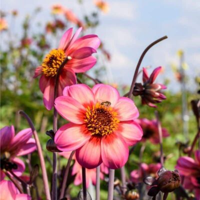 DAHLIA DAHLEGRIA TRICOLOR - Afbeelding 2