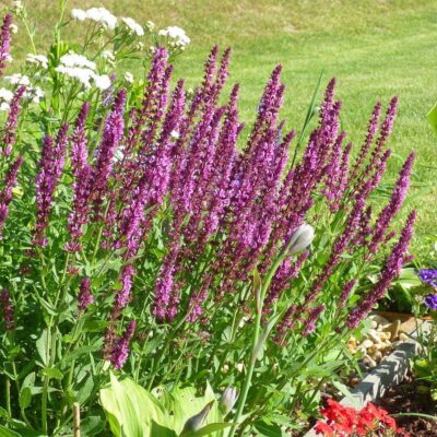 SALVIA NEMOROSA 'APEX PINK'/SALIE - Afbeelding 2