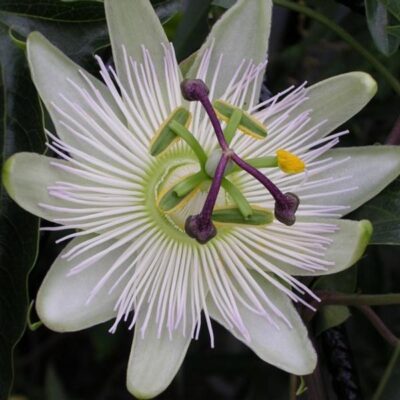 PASSIFLORA CAERULEA/PASSIEBLOEM - WHITE