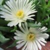 DELOSPERMA/IJSBLOEM WHITE - Afbeelding 2