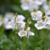 DIASCIA/ELFENSPOOR WHITE
