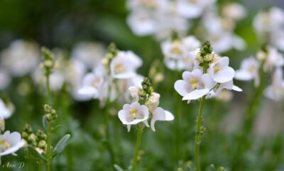 DIASCIA/ELFENSPOOR WHITE