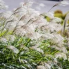 MISCANTHUS SINENSIS/PRACHTRIET