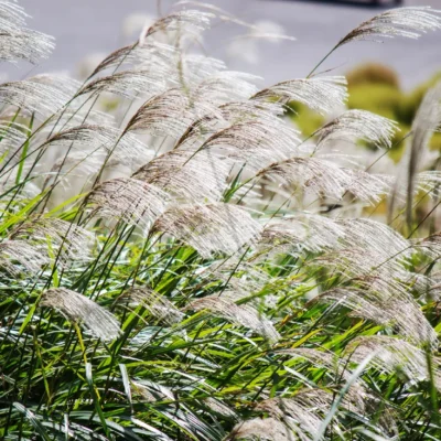 MISCANTHUS SINENSIS/PRACHTRIET