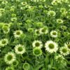 ECHINACEA 'GREEN JEWEL'/ZONNEHOED - Afbeelding 2