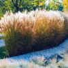 MISCANTHUS SINENSIS/PRACHTRIET - Afbeelding 2