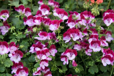 PELARGONIUM 'ANGELEYES TIP TOP DUET' - MINI GERANUIMS